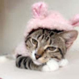 Meet your Posher, Hudaloo